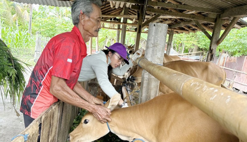 www.nusabali.com-vaksinasi-pmk-3000-dosis-tuntas-buleleng-minta-vaksin-tambahan