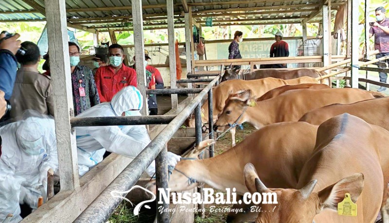 www.nusabali.com-peternak-minta-bantuan-mesin-pengolah-kotoran-sapi