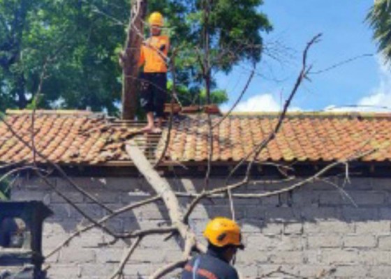 Nusabali.com - pohon-jati-hantam-rumah-warga-di-buleleng-pohon-bunut-tumbang-tutup-akses-jalan