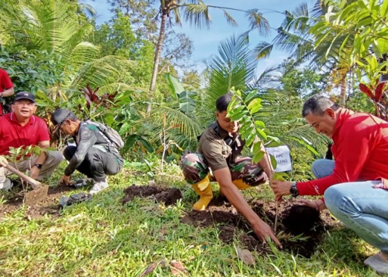 Nusabali.com - pdip-buleleng-hijaukan-hutan-desa-ambengan