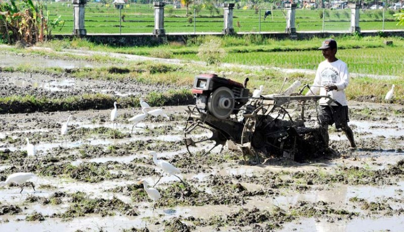 www.nusabali.com-musim-tanam-di-badung-terdampak-el-nino