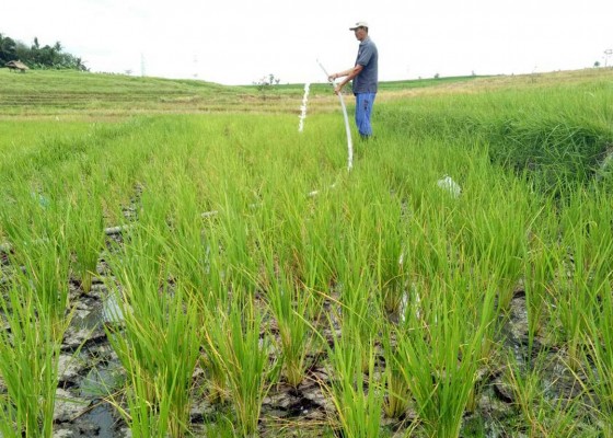 Nusabali.com - tiga-subak-di-kaba-kaba-kekeringan