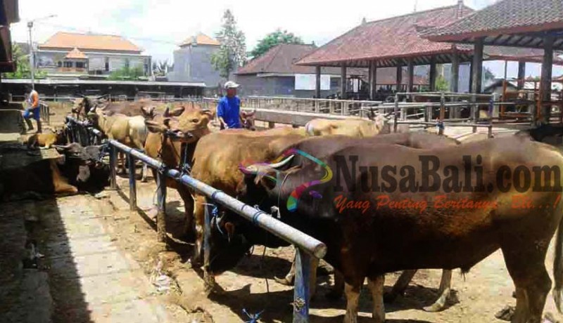 www.nusabali.com-harga-sapi-sempat-bergejolak