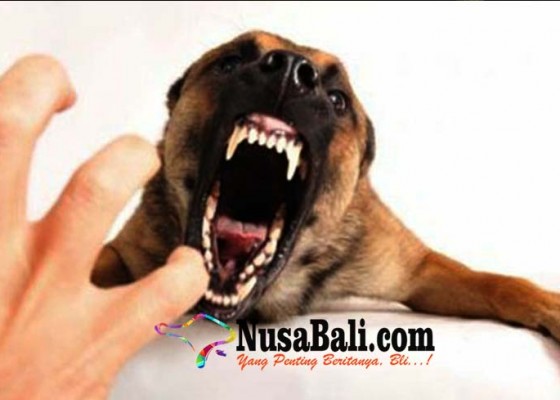 Nusabali.com - pengawasan-anjing-di-pasar-jadi-prioritas