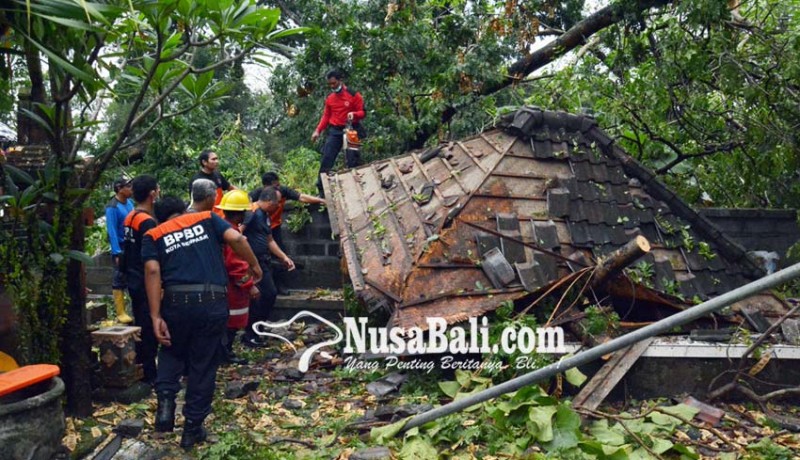 www.nusabali.com-pura-prajapati-di-setra-badung-hancur-ditimpa-pohon