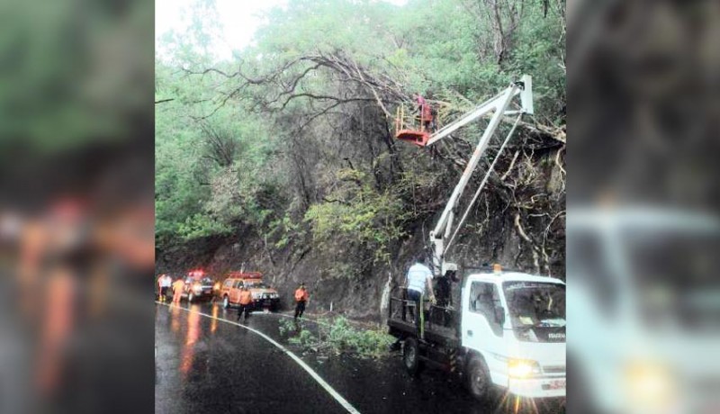 www.nusabali.com-tiga-pohon-akasia-tumbang-menutupi-jalan