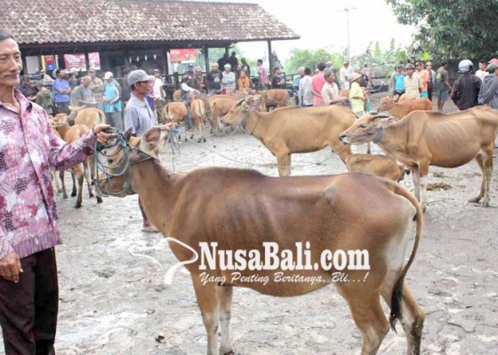 Nusabali.com - harga-sapi-masih-anjlok