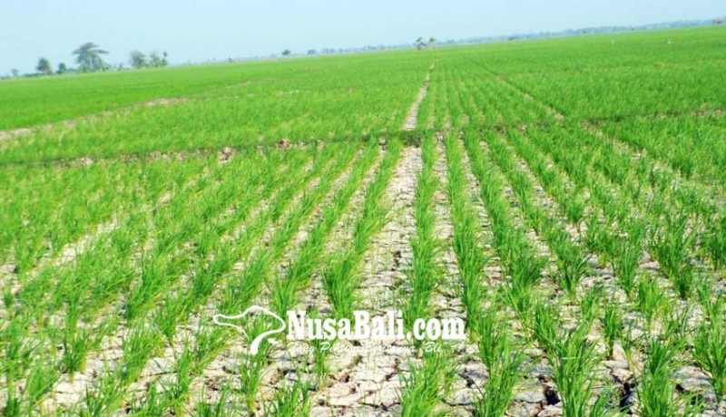 www.nusabali.com-puluhan-hektare-sawah-krisis-air