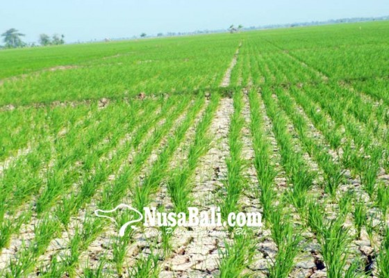 Nusabali.com - puluhan-hektare-sawah-krisis-air