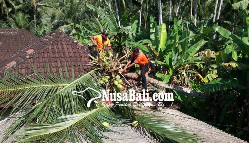 www.nusabali.com-pohon-tumbang-timpa-rumah