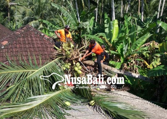 Nusabali.com - pohon-tumbang-timpa-rumah