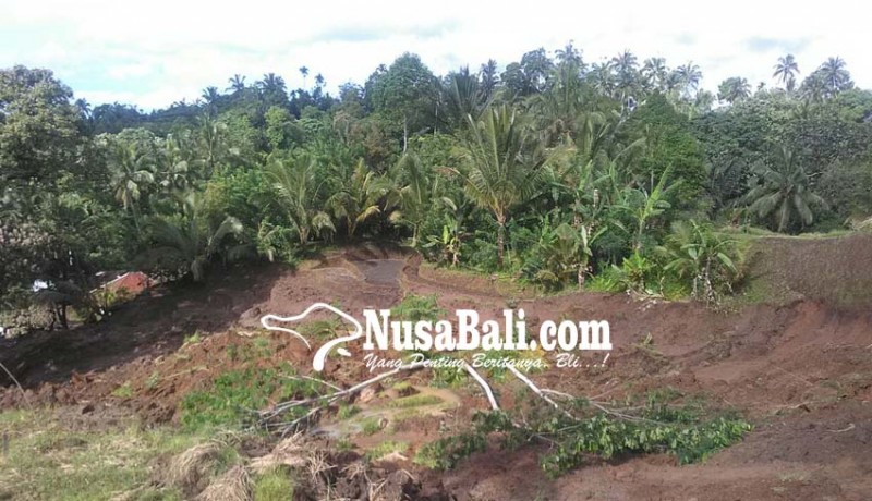 www.nusabali.com-sawah-longsor-8-kk-terisolasi