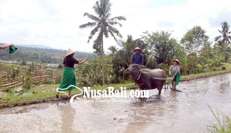 www.nusabali.com-wisatawan-bisa-atraksi-matekap-di-jatiluwih