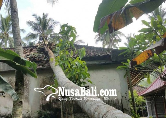 Nusabali.com - pohon-kelapa-timpa-rumah