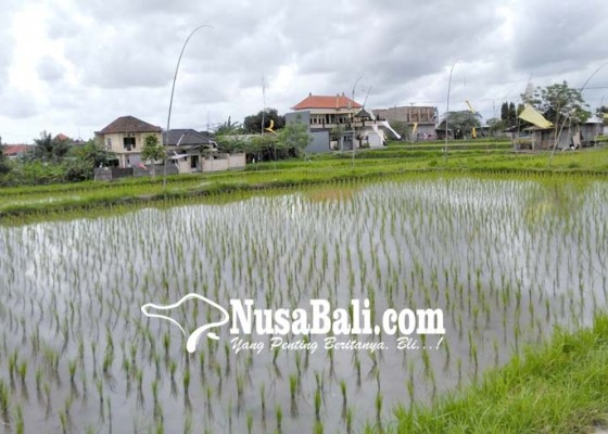 Nusabali.com - lahan-persawahan-di-denpasar-menyusut-20-30-hektare-pertahun