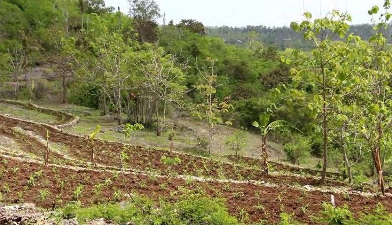 www.nusabali.com-ribuan-hektare-lahan-kritis-di-nusa-penida