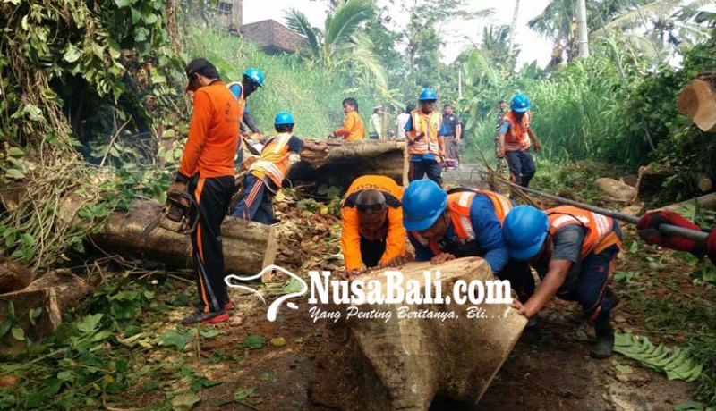 www.nusabali.com-pohon-bunut-timpa-kabel-pln