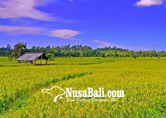 Nusabali.com - musim-hujan-69-hektare-tanaman-padi-diserang-penyakit