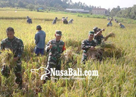 Nusabali.com - tentara-panen-padi-di-subak-kuum-canggah