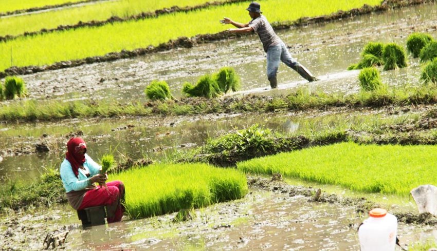 NUSABALI com Sawah Tadah Hujan  Pilihan Sulit Bagi 