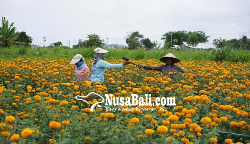 www.nusabali.com-eks-pengungsi-ngajag-karangasem-klungkung