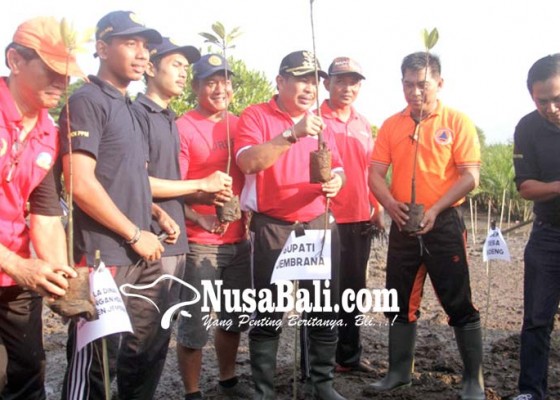 Nusabali.com - gandeng-mahasiswa-kkn-pemkab-tanam-600-bibit-mangrove