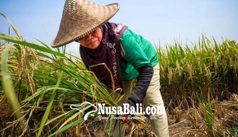 www.nusabali.com-ntp-bali-di-atas-nasional