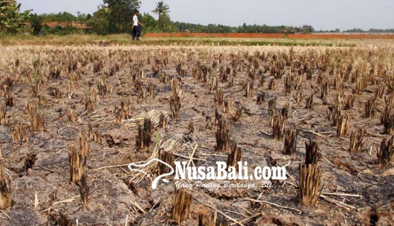 www.nusabali.com-kerusakan-padi-capai-puluhan-hektare