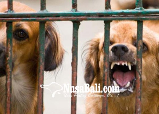 Nusabali.com - 8-warga-bangli-tergigit-anjing-positif-rabies