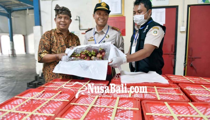 www.nusabali.com-buah-manggis-bali-diminati-pasar-china