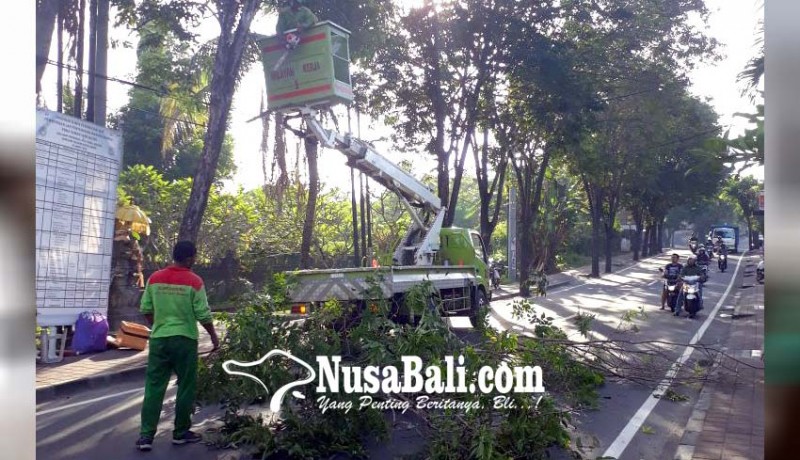 www.nusabali.com-pohon-perindang-dirompes-total