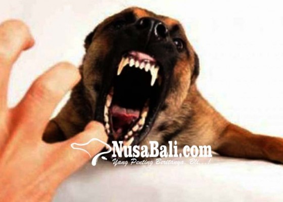 Nusabali.com - anjing-rabies-gigit-6-warga