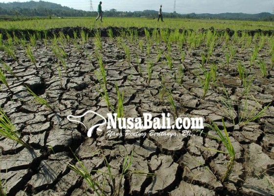 Nusabali.com - puluhan-hektare-sawah-di-banjarasem-kekeringan