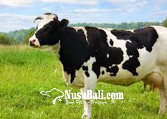 Nusabali.com - 10-ribu-lebih-sapi-bali-diantarpulaukan