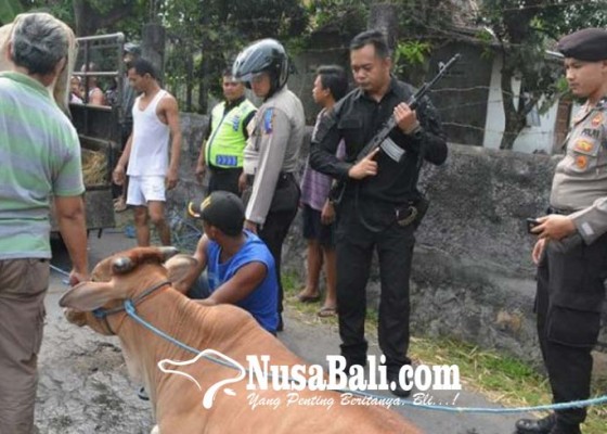 Nusabali.com - polisi-lumpuhkan-sapi-mengamuk