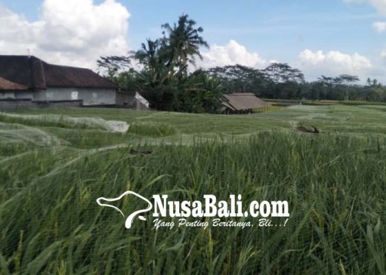 Nusabali.com - halau-serangan-burung-tanaman-padi-ditutup-jaring