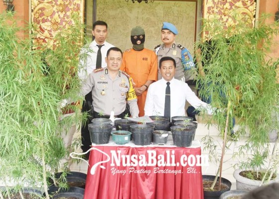 Nusabali.com - rumah-desainer-digerebek-ditemukan-22-pohon-ganja