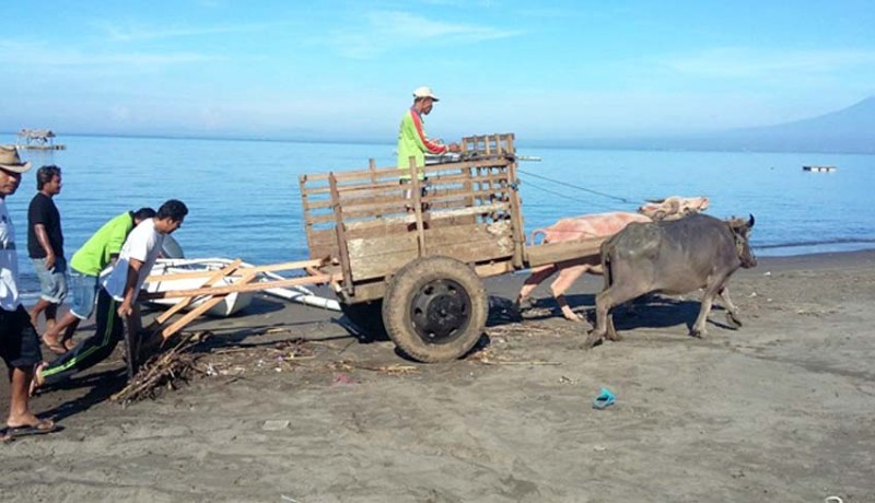 www.nusabali.com-dua-kerbau-tarik-gerobak-sampah-di-pantai-sumbersari