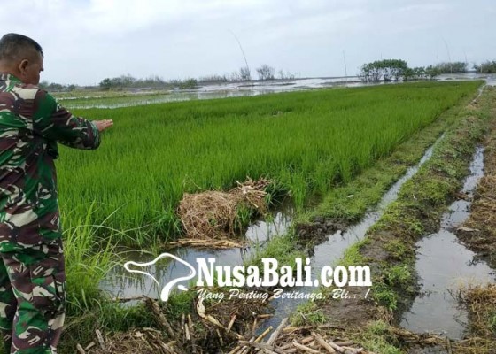 Nusabali.com - distan-tak-bisa-bantu-petani-subak-sidayu