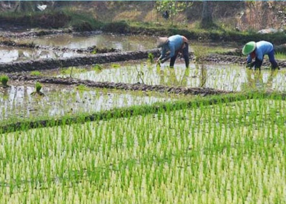 Nusabali.com - dua-subak-tersertifikasi-sebagai-lahan-pertanian-organik