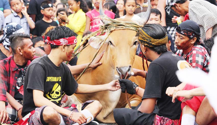 NUSABALI.com - Warga Berebut Darah Sapi, Dipercaya Jadi Obat Penyembuh