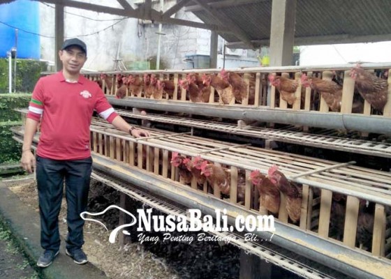 Nusabali.com - peternak-ayam-keluhi-harga-pakan-dan-pembatasan-tonase