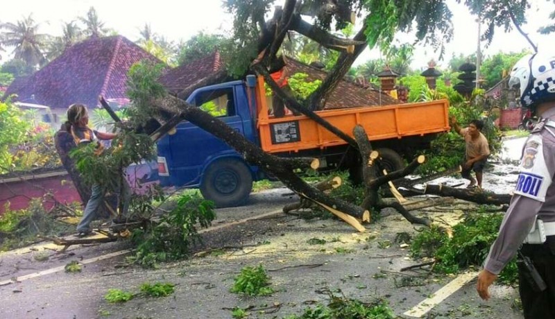 www.nusabali.com-tabrak-pohon-perindang-truk-tertimpa