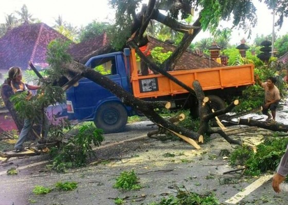 Nusabali.com - tabrak-pohon-perindang-truk-tertimpa