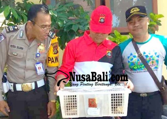 Nusabali.com - karantina-masih-amankan-ratusan-burung-dan-10-musang