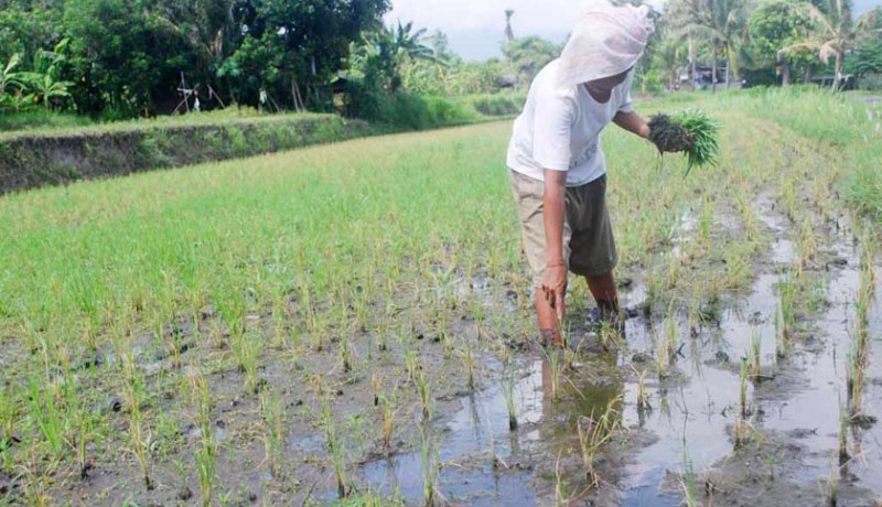 www.nusabali.com-petani-tak-tahu-asuransi-gagal-panen