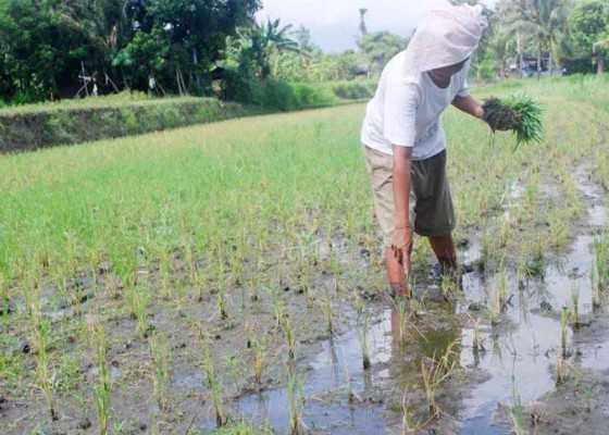 Nusabali.com - petani-tak-tahu-asuransi-gagal-panen