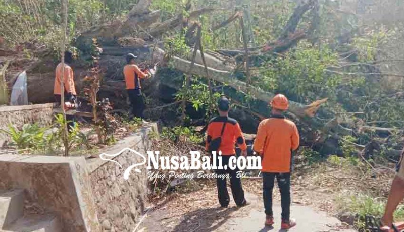 www.nusabali.com-pohon-kresek-tua-di-pura-bukit-taman-tukad-sumaga-tumbang