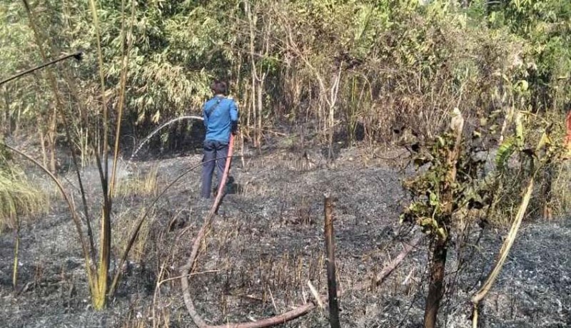 www.nusabali.com-kekeringan-hektaran-kebun-terbakar