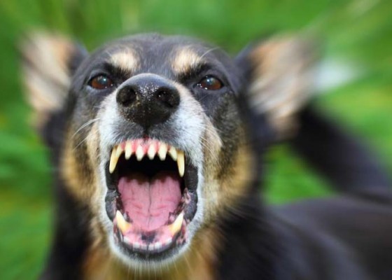 Nusabali.com - anjing-gigit-3-warga-positif-rabies